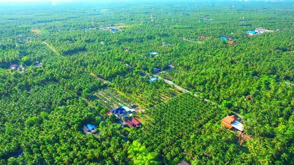 4K Aerial Wide view of Beautiful green coconut tree fields