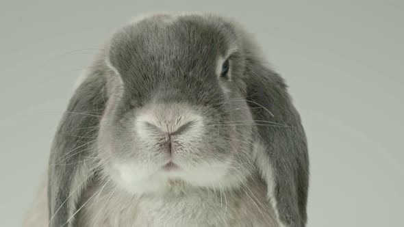 Gray cute rabbit eating salad leaves.