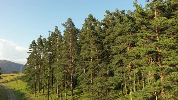 Trees Aerial View