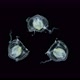 Jellyfish Under a Microscope Possibly Hydractiniidae Family Suborder Filifera - VideoHive Item for Sale
