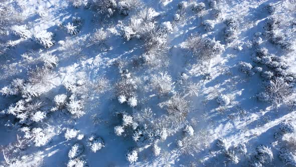 Top View of a Fabulous Winter Landscape with Trees in Clear Sunny Day