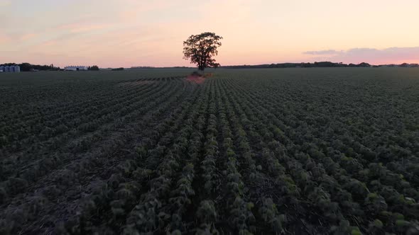 Drone flies low and close to the ground away from a single tree in the middle of a vast open field.