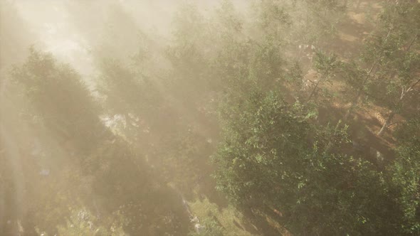 Clearing in the Forest in Sunny Summer Morning