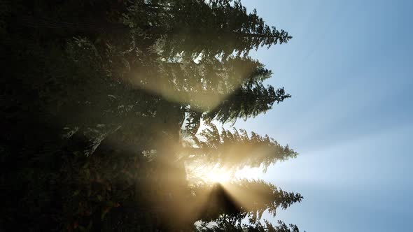 Sun Beams Through Trees