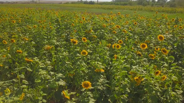 Sunflower flowers look after the sun.The sun knows how dear it is. Sometimes it goes under the cloud