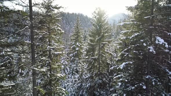 Winter Landscape with Rays of Sun Coming Through Tree Branches. Flying Down Through Snowy Pine