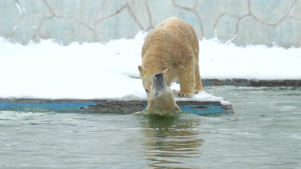 Polar Bear in Winter Landscape at Snowfall Swimming in Cold Water Across Broken Ice
