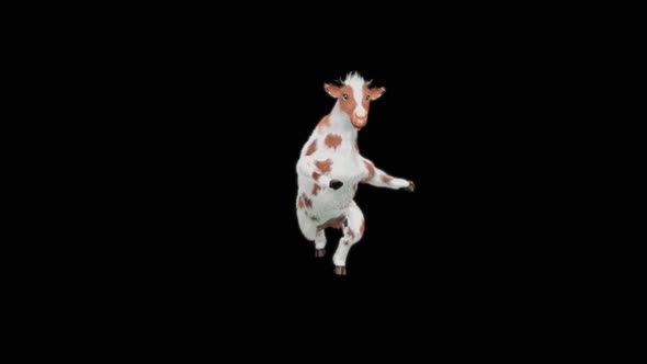 Cow Dance HD