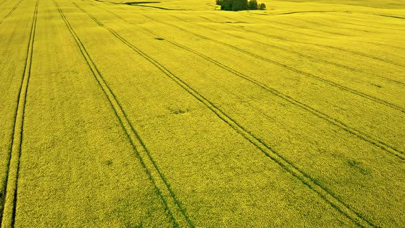 Amazing yellow rape fields. Agriculture in Poland.