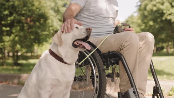 Wheelchair Man with Dog in Park