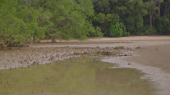 Panning shot from tropical mangrove forest to pneumatophores aerial roots at low tide shallow water