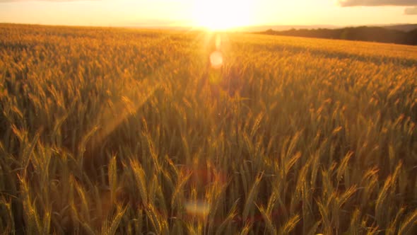 Pero Stock 17Field of barley during sunset