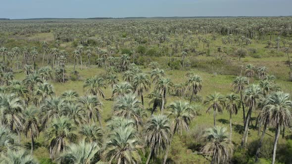 Aerial over Palm Grove, Argentina. Palm trees, savanna, nature, wildlife. Dreamy landscape. Flying b