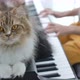 Persian cat listening Asian girl playing piano. - VideoHive Item for Sale