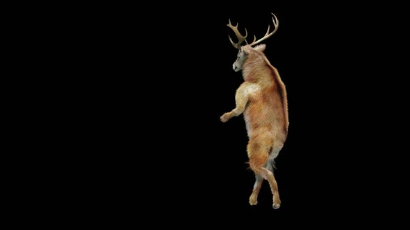 43 Deer Dancing HD