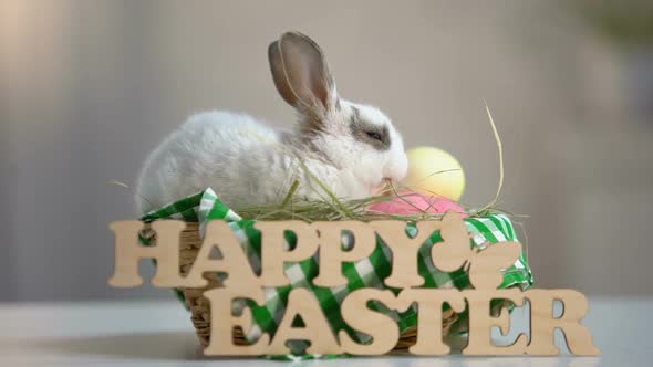 Adorable Easter Bunny Chewing Hay in Basket, Holiday Decoration, Greeting Sign