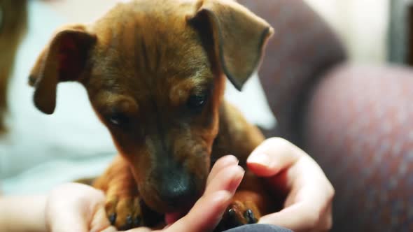 Puppy licks a hand