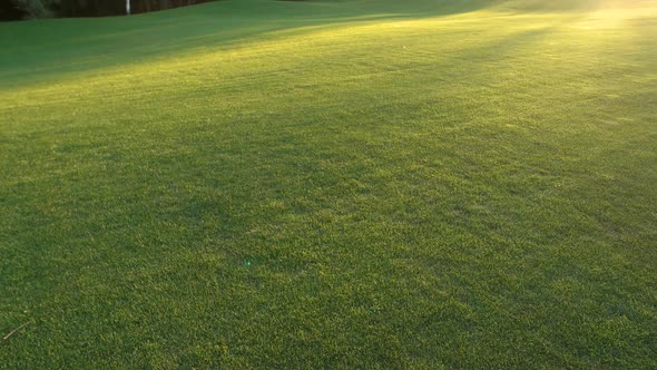 Green Lawn and Sunlight.