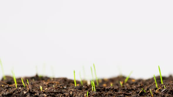 Close-up view of growing grass in time-lapse