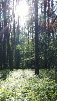 Vertical Video of Forest with Pine Trees in Summer