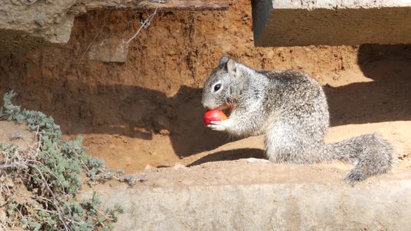 Beechey Ground Squirrel, Common in California, Pacific Coast, USA. Funny Behavior of Cute Gray Wild