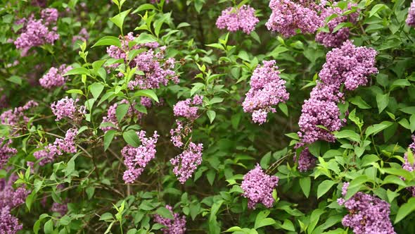 Beautiful Blooming Lilac Buds Move in the Wind