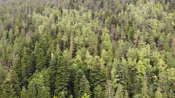 Forest in the Mountains