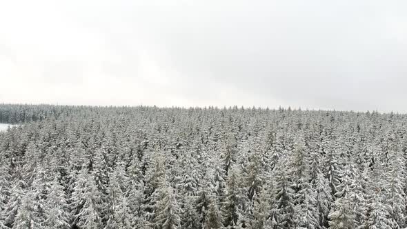 aerial of pine forest frozen aerial with overcast grey skies.