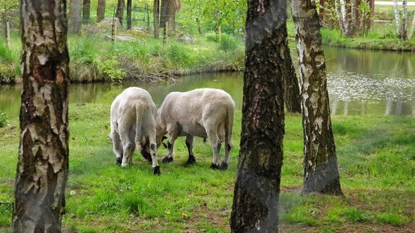 Sheep Grazing On A Grass Field Near The Pond - wide shot, slow motion