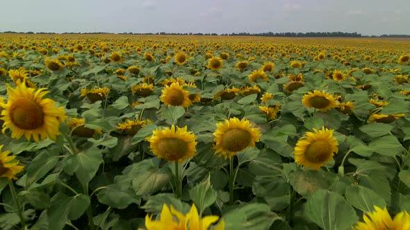 Beautiful Aerial View Above to the Sunflowers Field