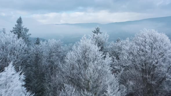 Flying Over a Fabulous Winter Forest the Trees Are Covered with Frost the Fog Swirls Over the