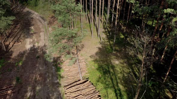 Felling a tree. Wooden logs from a pine forest. Forest of pine and spruce. Logging, logging, forest