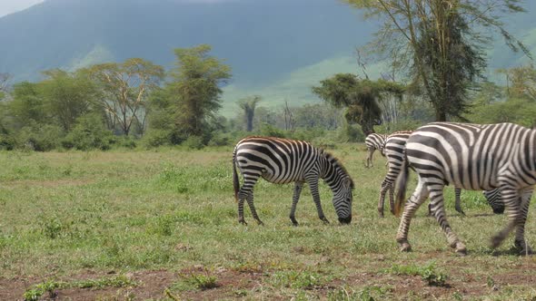 A herd of common zebras galopping in Serengeti National Park Tanzania - 4K