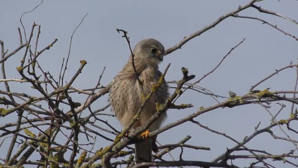 Common Kestrel Sitting On Twigs In Brouwersdam, Netherlands - close up