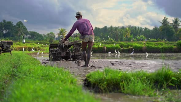 Superslowmotion Shot of Farmers That Cultivate the Field Before Planting Rice. The Field Is Covered