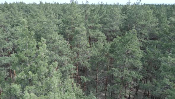 Green Pine Forest By Day Aerial View