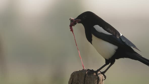 Close-up of a black and white magpie perched on a piece of wood as it eats it's prey from the inside