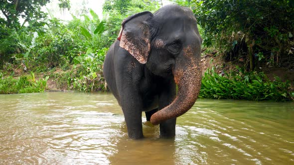  Footage of Wild Indian Elephant Washing Himself in River at Tropical Jungle Forest