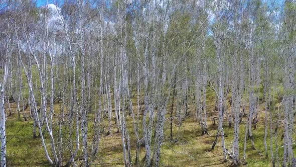 Forest Eaten By Beetles
