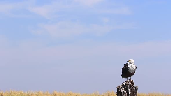 Disheveled African Fish Eagle sits on stump, puffed up in the wind