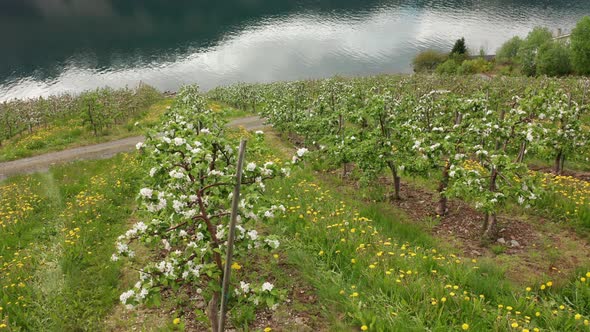 Aerial view of many rows with blossoming apple trees in Hardanger Norway - Hardangerfjord in backgro