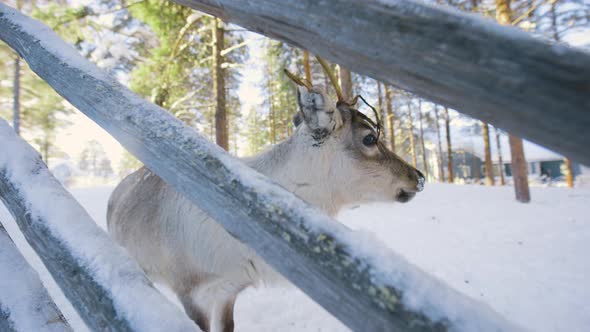 Hungry reindeer behind a fence, sunny winter day, in Lapland - Rangifer tarandus - Handheld, slow mo