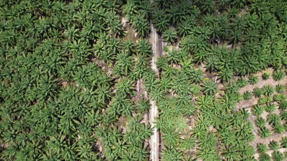 Aerial View of The Palm Oil Estates