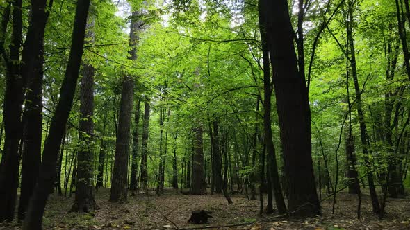 Green Forest with Trees By Day