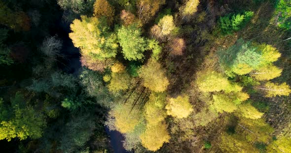 Aerial view of flying over autumn fall forest, top view