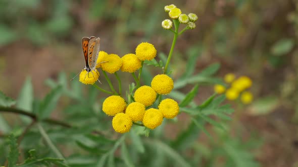 A Moth Spreads Its Wings Sitting In The Wind On A Tansy Flower.