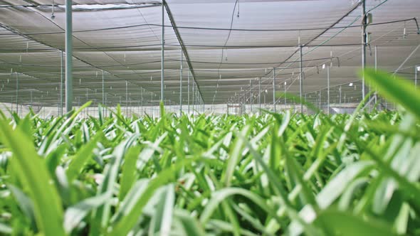 Amaryllis plants inside a large nethouse