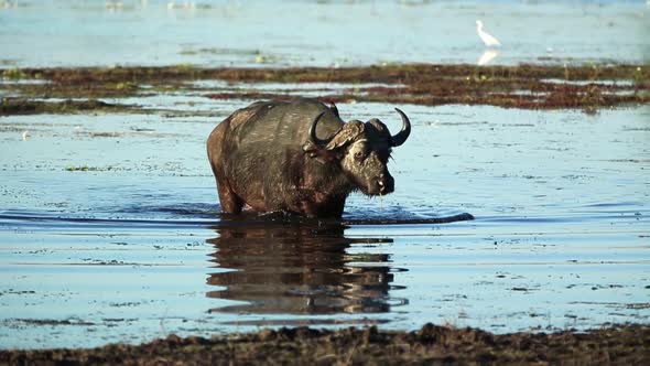 African Buffalo In Botswana