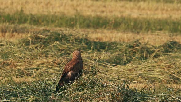 Common Buzzard Or Buteo Buteo Wild Bird Sitting On Ground In Summer Field