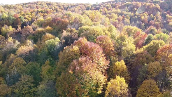 Beautiful autumn forest  from above at sunset. Aerial view of the forest in autumn season with diffe